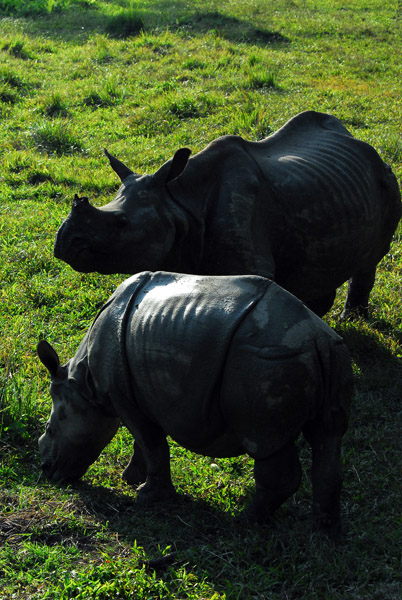 Rhino seen from elephant back perspective