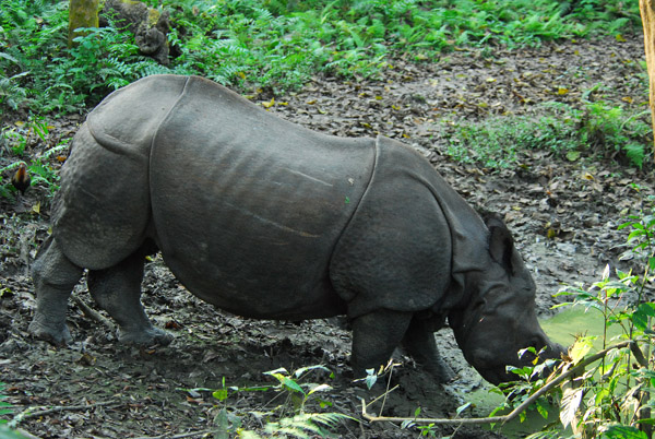 One-horned Indian Rhino, Chitwan National Park (buffer zone)
