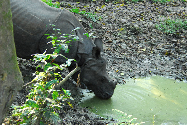 One-horned Indian Rhino, at a water hole, Chitwan
