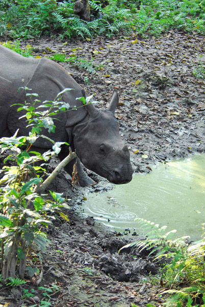 One-horned Indian Rhino, at a water hole, Chitwan