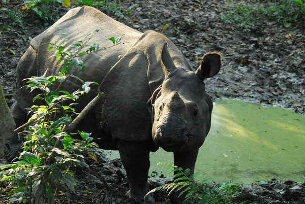 One-horned Indian Rhino, at a water hole, Chitwan
