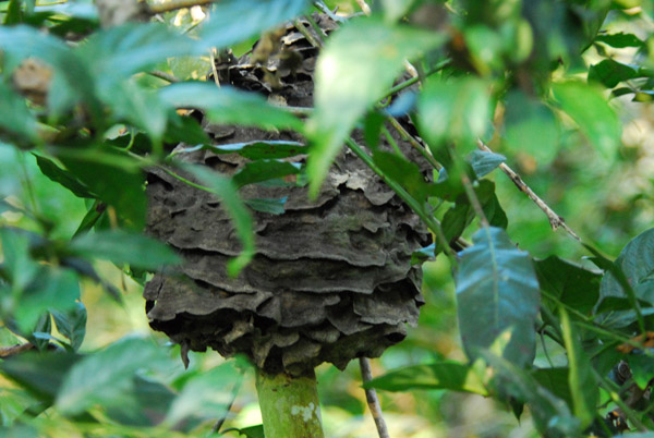 Ant nest, Chitwan
