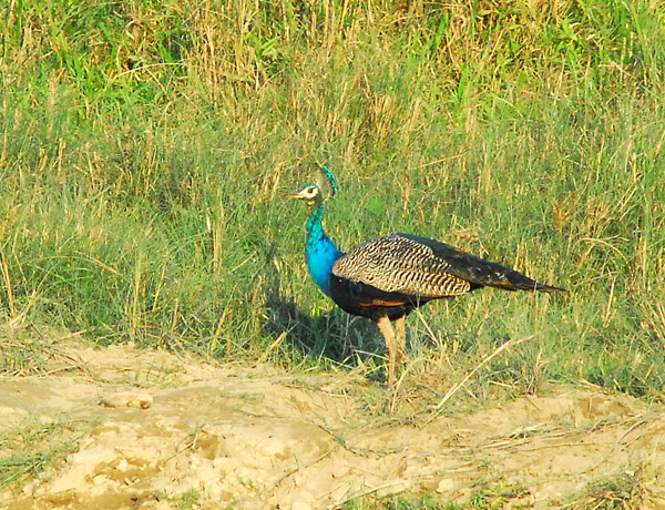 Peacock, Chitwan National Park (buffer zone)