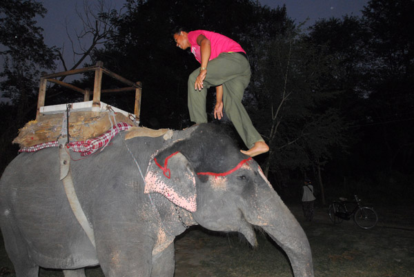 Forward mount method of boarding an elephant