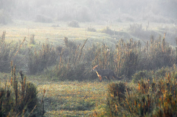 Golden Jackal (Canis aureus) still on the prowl outside Sauraha, just after sunrise