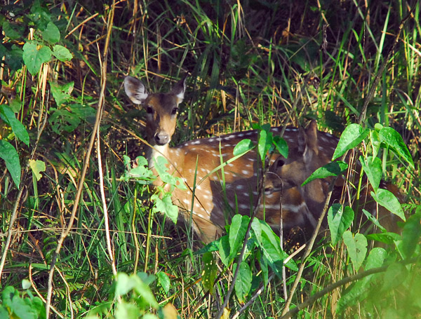 Chital (spotted deer) Bis Hajaar Tal - 20,000 Lakes, Chitwan