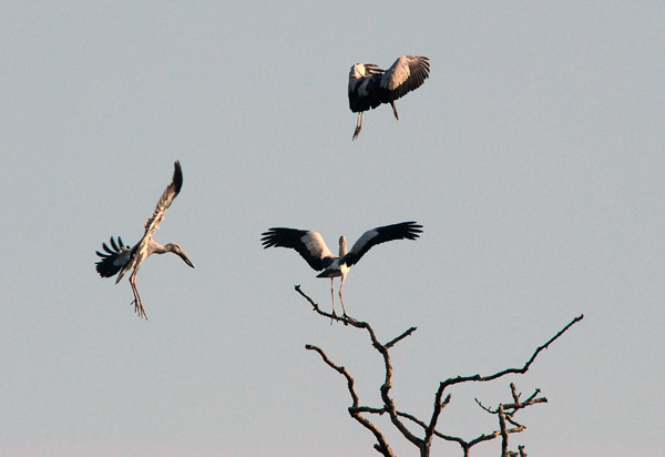 Asian Openbill storks (Anastomus oscitans) landing, Bis Hajaar Tal - 20,000 Lakes, Chitwan