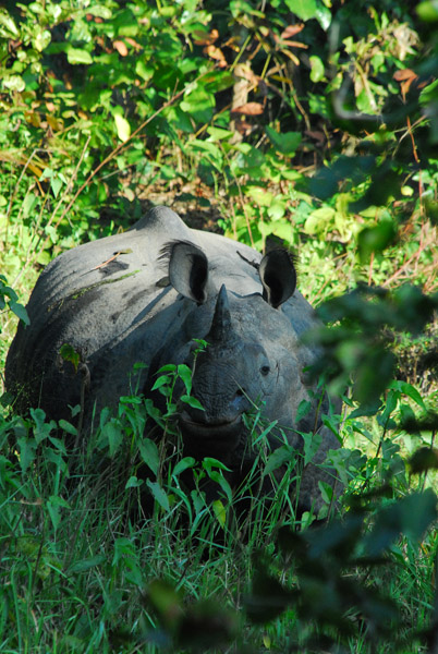 Rhino, Bis Hajaar Tal - 20,000 Lakes, Chitwan