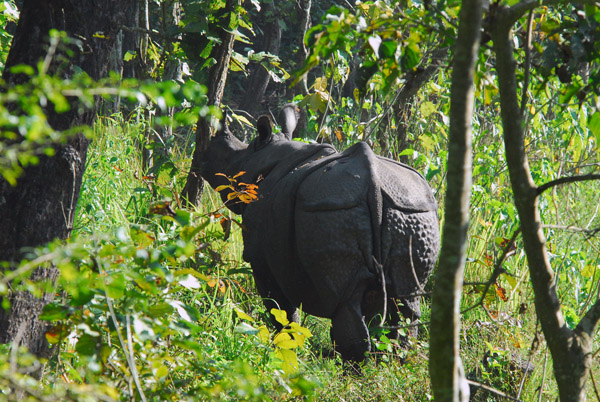 The rhino was uncomfortable with our presence on foot