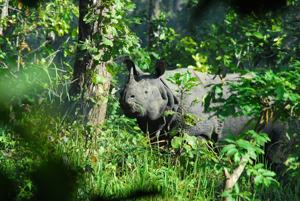 Bis Hajaar Tal - 20,000 Lakes, Chitwan