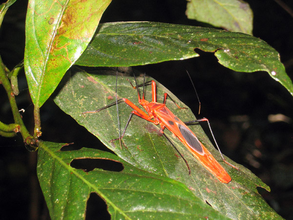 Red cotton or silk cotton bug ( Dysdercus koenigii )