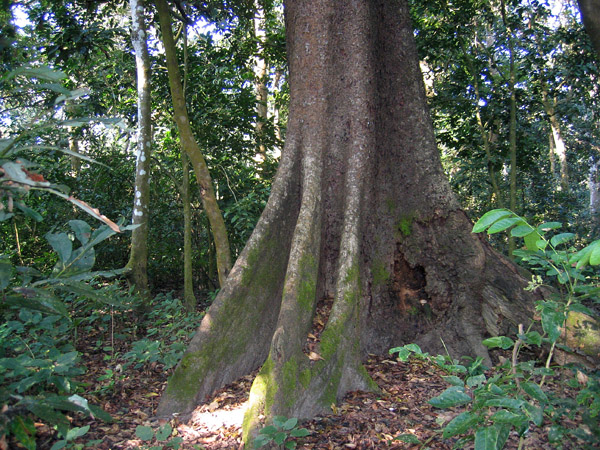 Jungle walk, Chitwan National Park