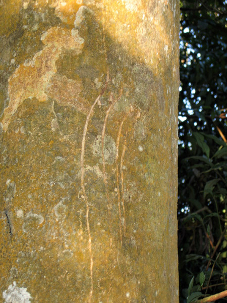Claw marks of the Sloth Bear, Chitwan National Park