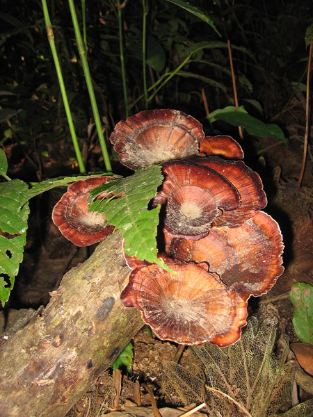 Wood Mushroom (grows in rain forest's soft wood)