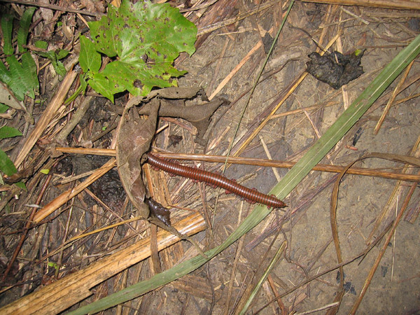 Millipede, Chitwan National Park