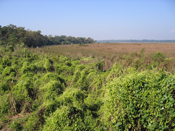 Grassy plain seen from a viewing platform, Chitwan National Park