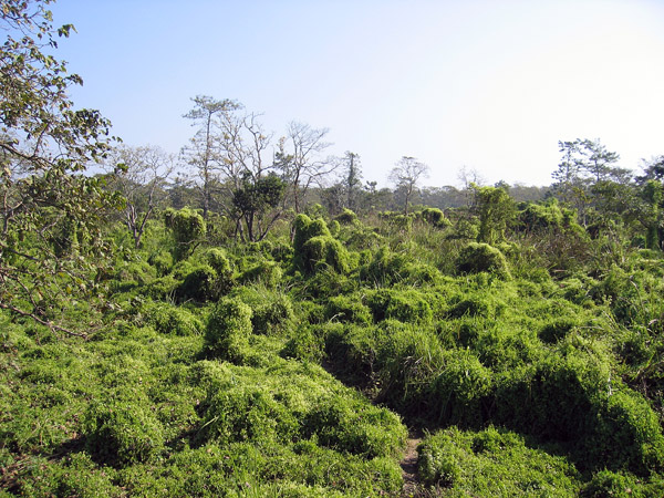 Chitwan National Park