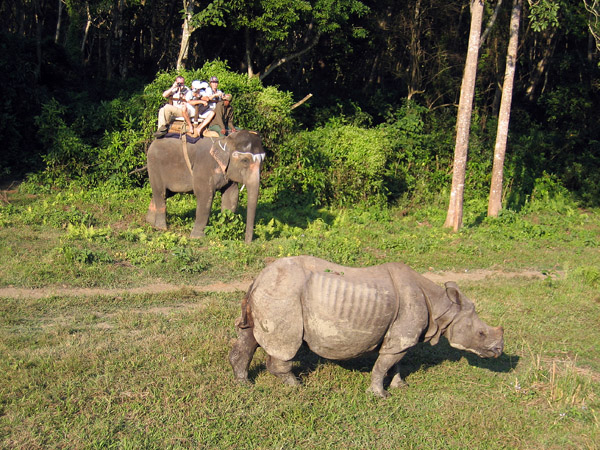Tourists on an elephant safari approaching a rhino