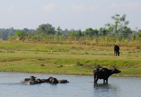 Water buffalo, Central Terai, near Sauraha