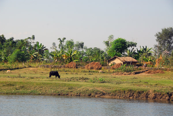 Pastoral scene outside Sauraha, Central Terai