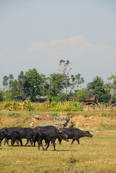 Water buffalo