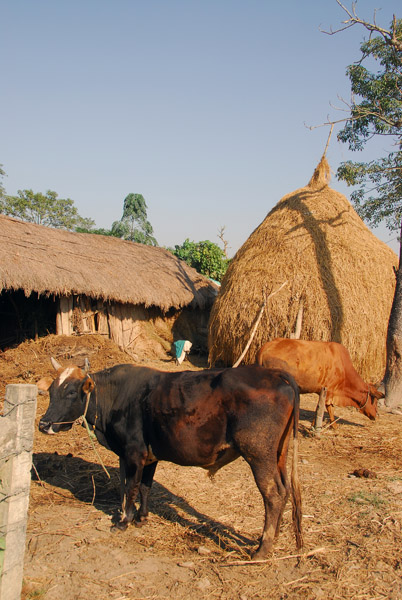 Farm yard, Central Terai, near Sauraha