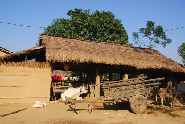 Thatched barn, Thamal Cultural Village (N27 34 47.37/E084 28 17.54)