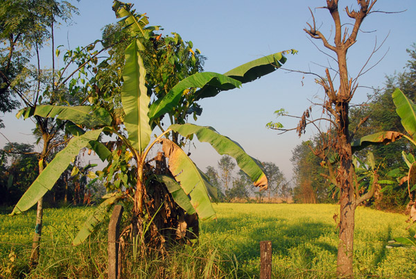 Rural countryside, Central Terai