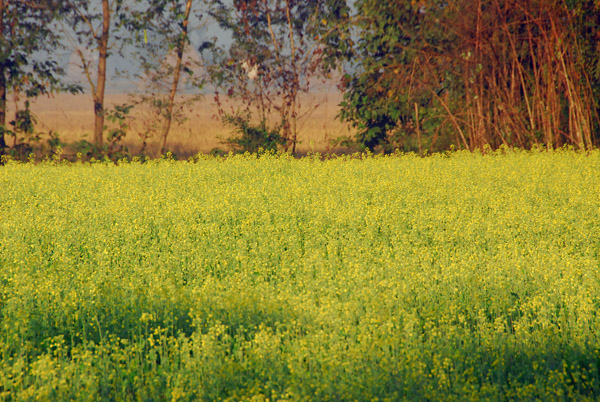 Field of yellow flowers, Central Terai