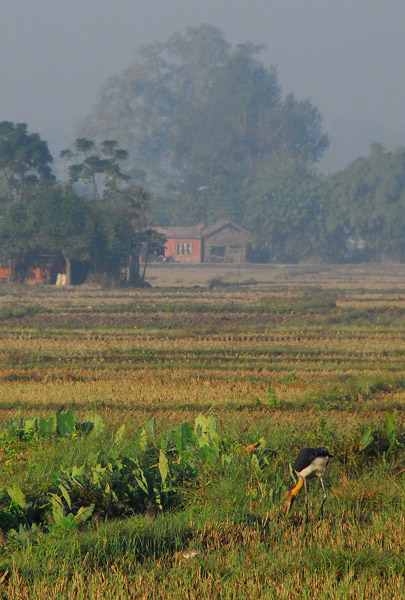 Rice paddies, Central Terai