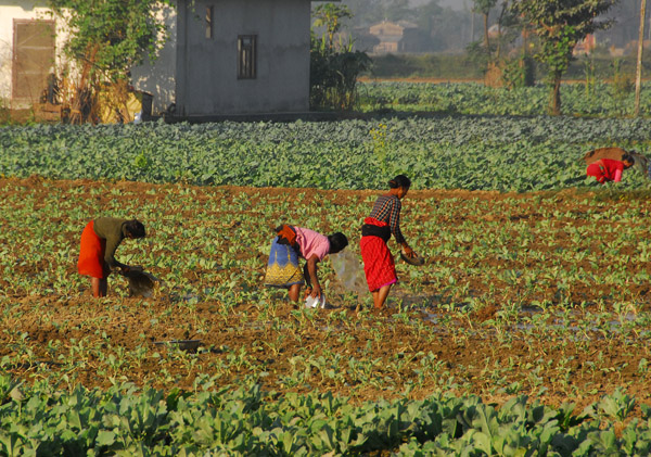 Farmers working in a roadside field, Sauraha Chowk (Tandi Bazaar)