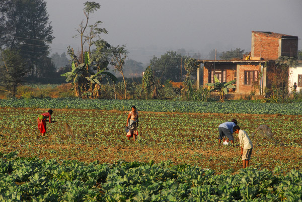 Farmers at work, Sauraha Chowk (Tandi Bazaar), Central Terai
