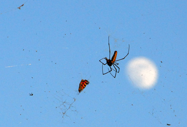 Spider with the full moon, Bandipur