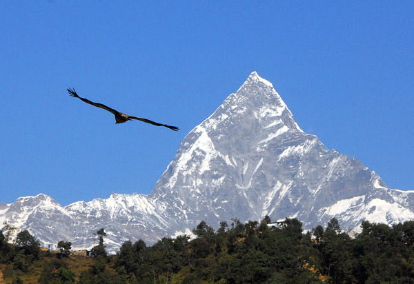 Himalayan Griffon Vulture (Gyps himalayensis) in flight with Machhapuchhare