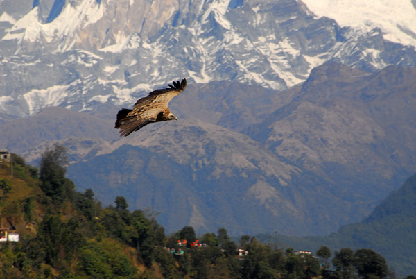 Himalayan Griffon Vulture (Gyps himalayensis)  joined the flock of paragliders soaring off Sarangkot