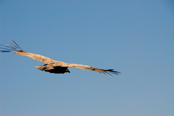 No, we're not chasing the bird....Himalayan Griffon Vulture (Gyps himalayensis)
