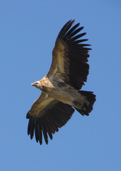 Himalayan Griffon Vulture (Gyps himalayensis)