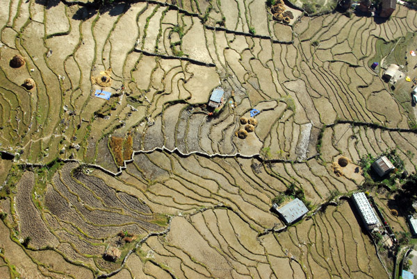 Terraced fields on the lower slopes of Sarangkot, Nepal