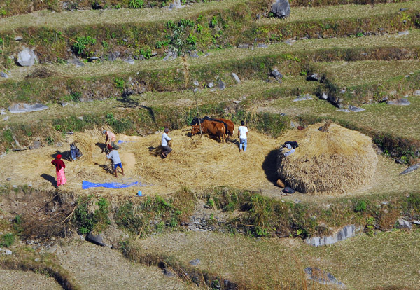 Family working wone of the rice terraces
