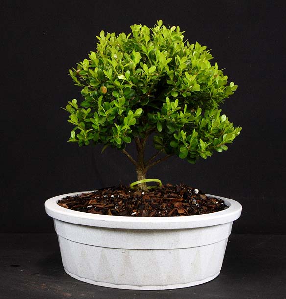 Boxwood - 02 May 2009