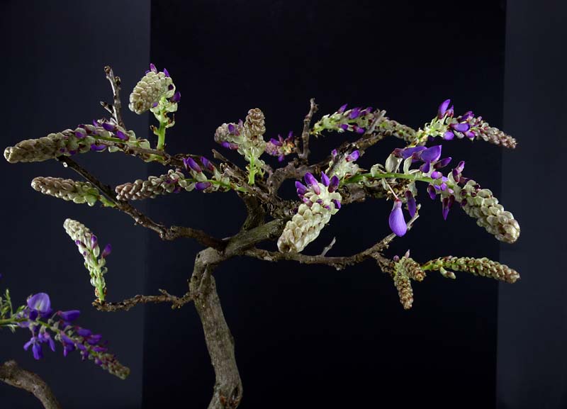 Buds - 10 March 2011