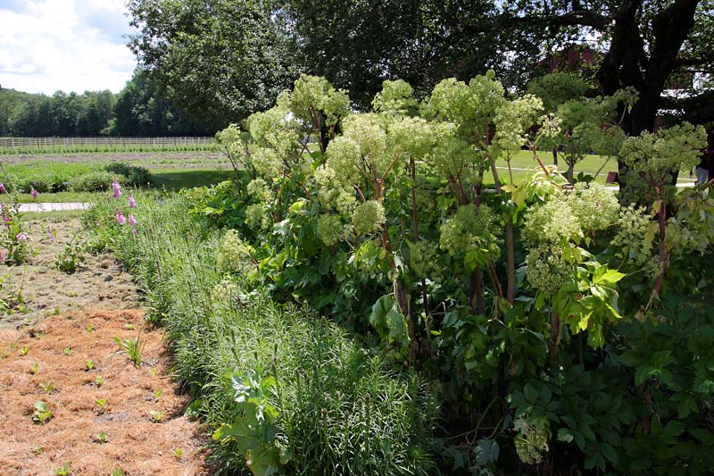 A Garden
