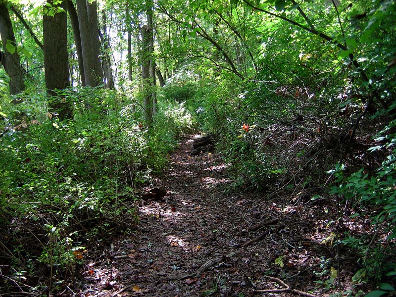 Shoreline Trail