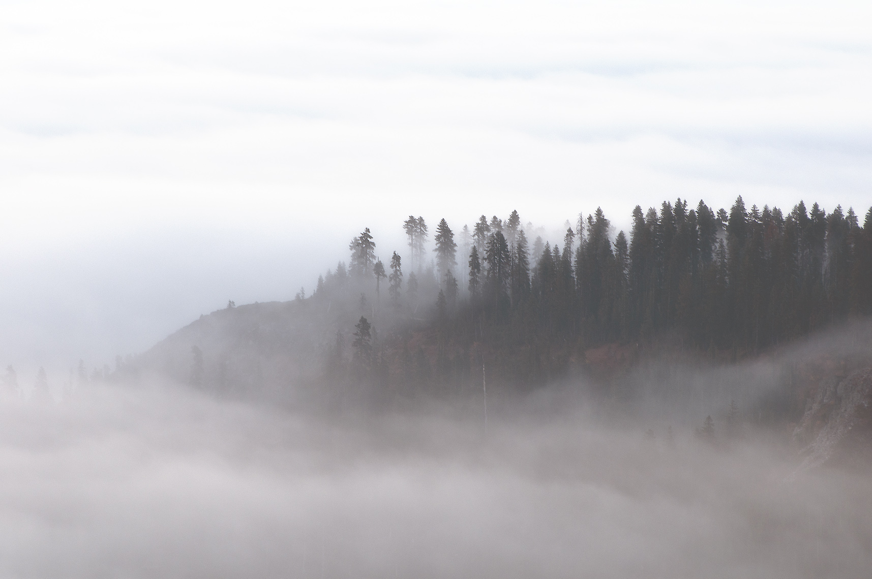 Impressions of a Cloud Forest