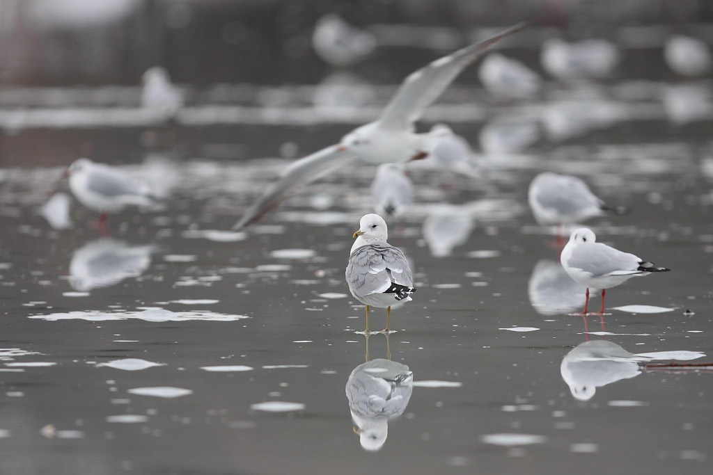 Mew gull