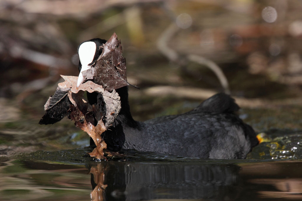 Coot
