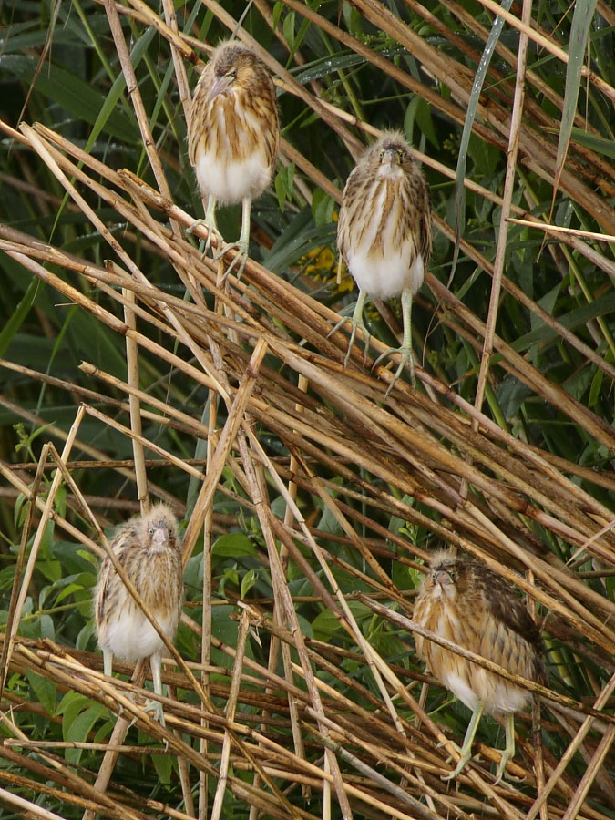 Little Bittern, juvenile