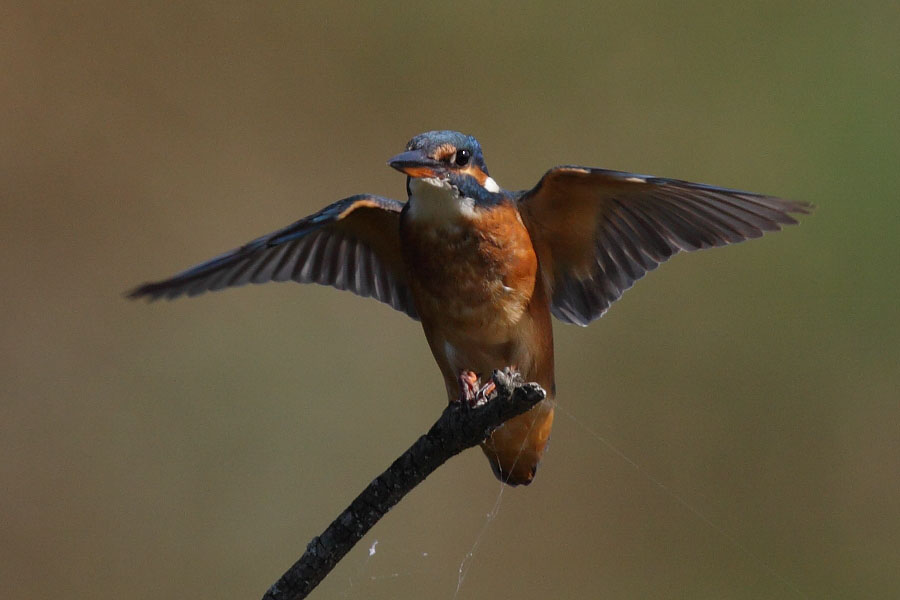 Common Kingfisher
