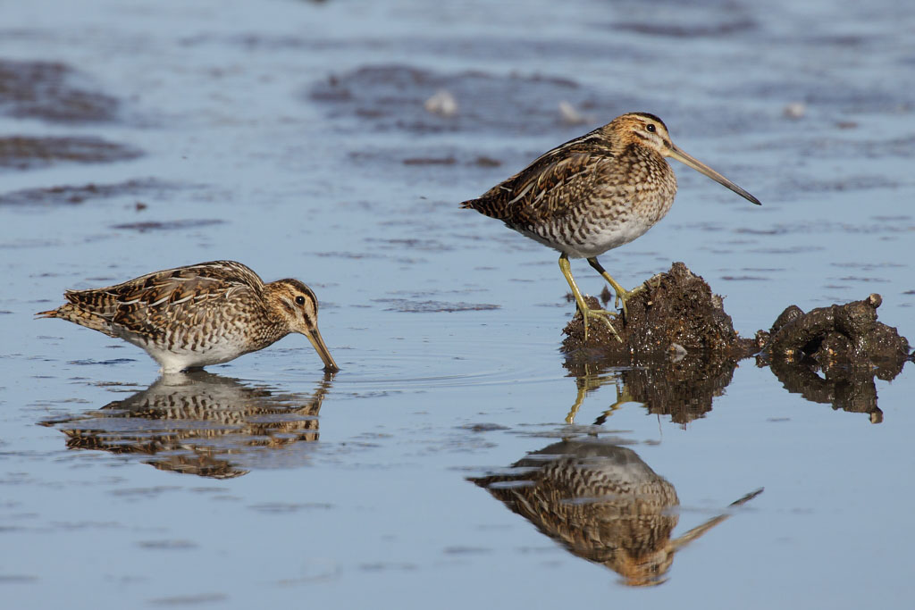 Common Snipe