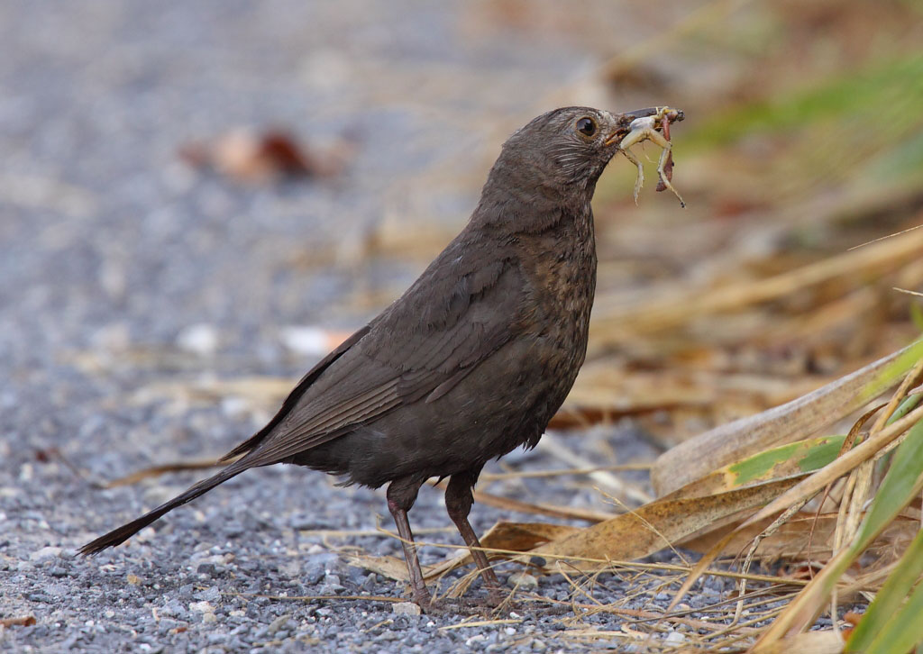 Common Blackbird, female